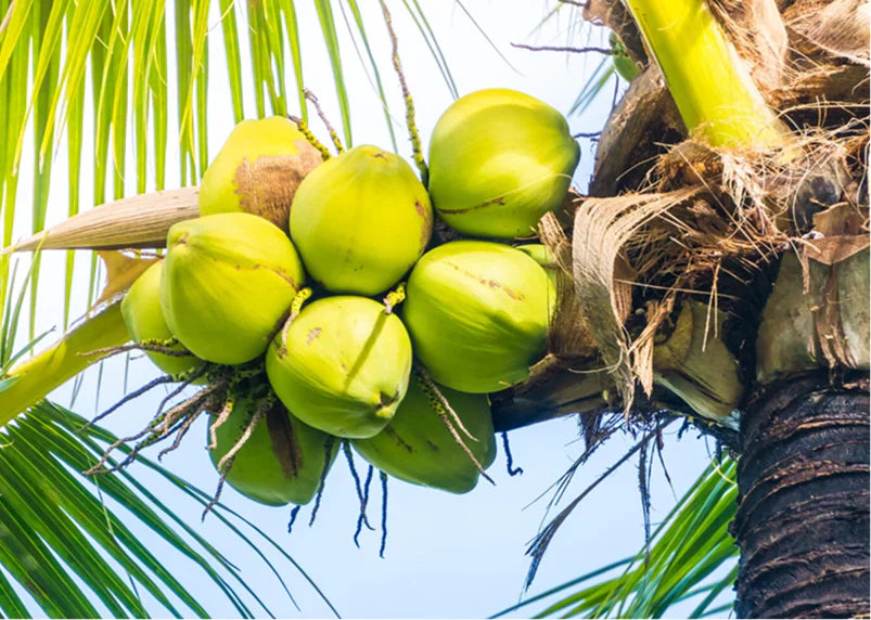 10 Benefits Of Consuming Virgin Coconut Oil